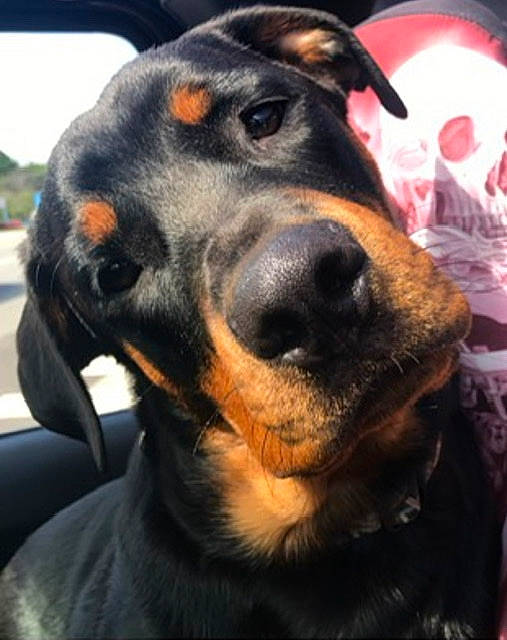 Diablo is registered to the contest to win money with this photo: canidae, carnivore, collar, companion_dog, dog, dog_breed, dog_collar, ear, fur, guard_dog, hunting_dog, jaw, mammal, sky, snout, sporting_group, vertebrate, whiskers, working_animal, working_dog