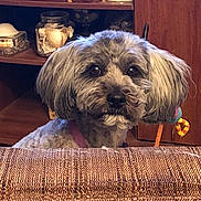 Ivy joined the competition — help win amazing prizes! dog, pet, indoor, couch, furniture, toy, shelf, jar, seashells, brown, gray, fur, cute, animal, companion, home, curious, looking, face, ears