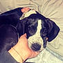 Mavis is registered to the contest to win money with this photo: puppy, dog, black_and_white, bed, blanket, hand, resting, pet, cute, young_dog, domestic_animal, indoor, cozy, sleepy, soft, collar, fur, close_up, companion, comfort