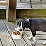 Mavis is registered to the contest to win money with this photo: puppy, dog, black_and_white, collar, food_bowl, kibble, wooden_deck, outdoor, pet, animal, curious, speckled_paws, young_dog, looking, side_view, canine, domestic_animal, natural_light, flooring, cute