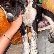 Mavis joined the competition — help win amazing prizes! puppy, dog, black_and_white, playing, hand, nibbling, bed, blanket, plush_toy, cozy, indoor, pets, cute, animal, fur, collar, paw, resting, curious, affection