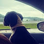 dog, car, window, collar, black_and_white, animal, side_view, indoor, seat, landscape, green, grass, mist, nature, reflection, rear_view_mirror, daytime, fence, quiet, travel