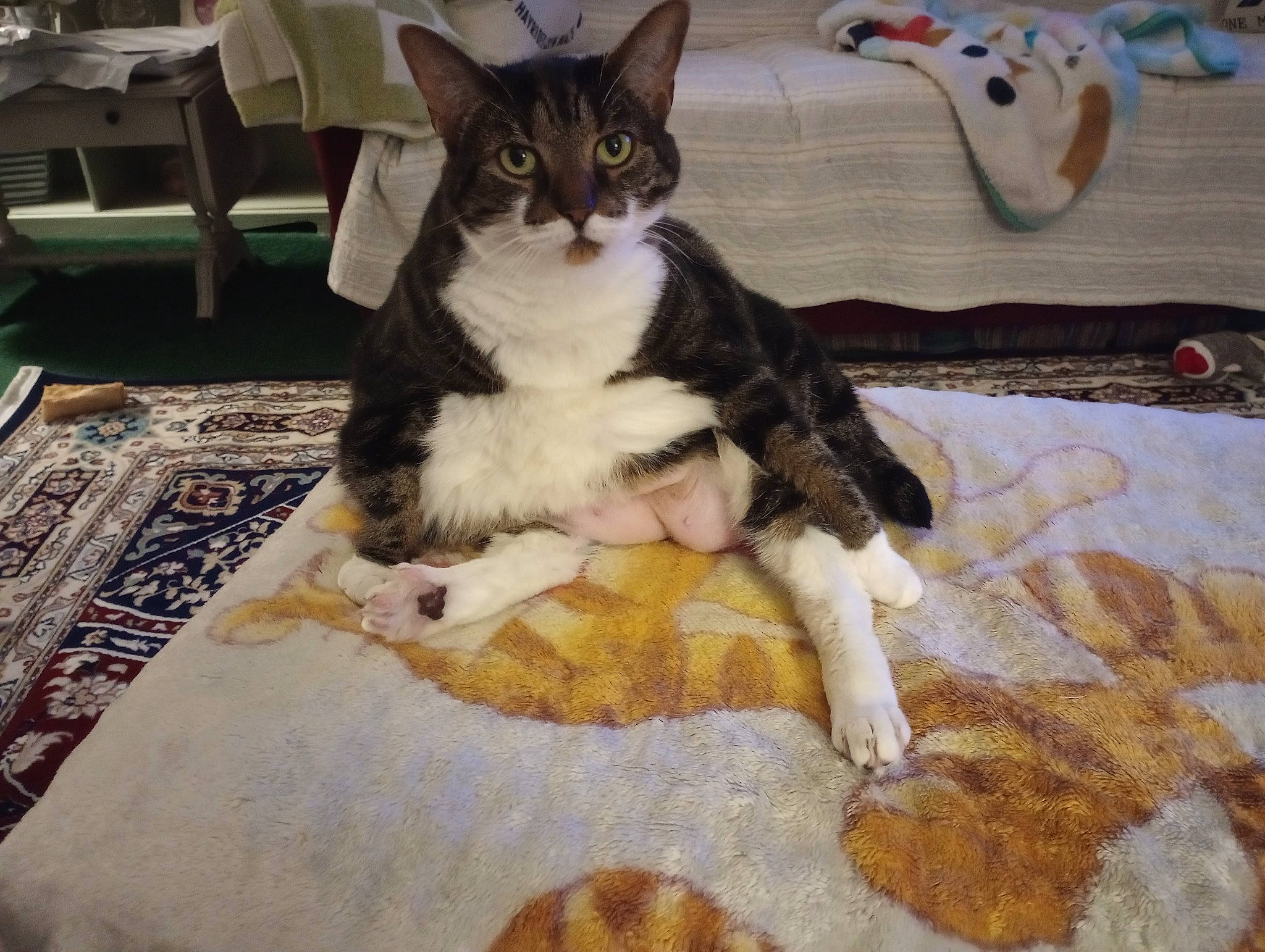 Lizzie joined the competition — help win amazing prizes! carnivore, carpet, cat, comfort, domestic_short_haired_cat, felidae, floor, flooring, fur, hardwood, linens, pattern, paw, room, small_to_medium_sized_cats, tail, textile, whiskers, wood