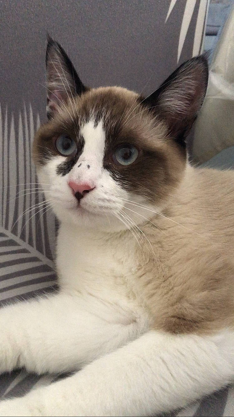 Shelby a rejoint le concours — aidez-le/la à gagner de superbes lots ! carnivore, cat, domestic_short_haired_cat, door, eye, eyebrow, felidae, fur, head, small_to_medium_sized_cats, snout, terrestrial_animal, whiskers, window