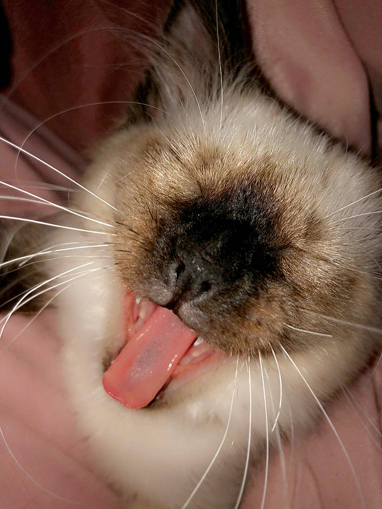 Snow participe au concours pour gagner de l'argent avec cette photo : carnivore, cat, claw, close_up, eyelash, fawn, felidae, flesh, foot, fur, iris, macro_photography, natural_material, nose, paw, small_to_medium_sized_cats, snout, terrestrial_animal, whiskers, wildlife