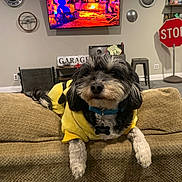 Luna joined the competition — help win amazing prizes! dog, yellow_hoodie, couch, living_room, television, stop_sign, decor, pet, furniture, indoor, black_and_white_dog, cozy, relaxed, hanging_out, collar, tag, car_hubcaps, shelf, stool, floor