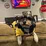 dog, yellow_hoodie, couch, living_room, television, stop_sign, decor, pet, furniture, indoor, black_and_white_dog, cozy, relaxed, hanging_out, collar, tag, car_hubcaps, shelf, stool, floor