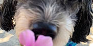 Luna is registered to the contest to win money with this photo: animal, black_and_white_dog, canine, close_up, collar, curious, dog, ears, flower, fur, nature, nose, outdoor, pavement, paw, pet, pink_flower, sniffing, summer, sunlight
