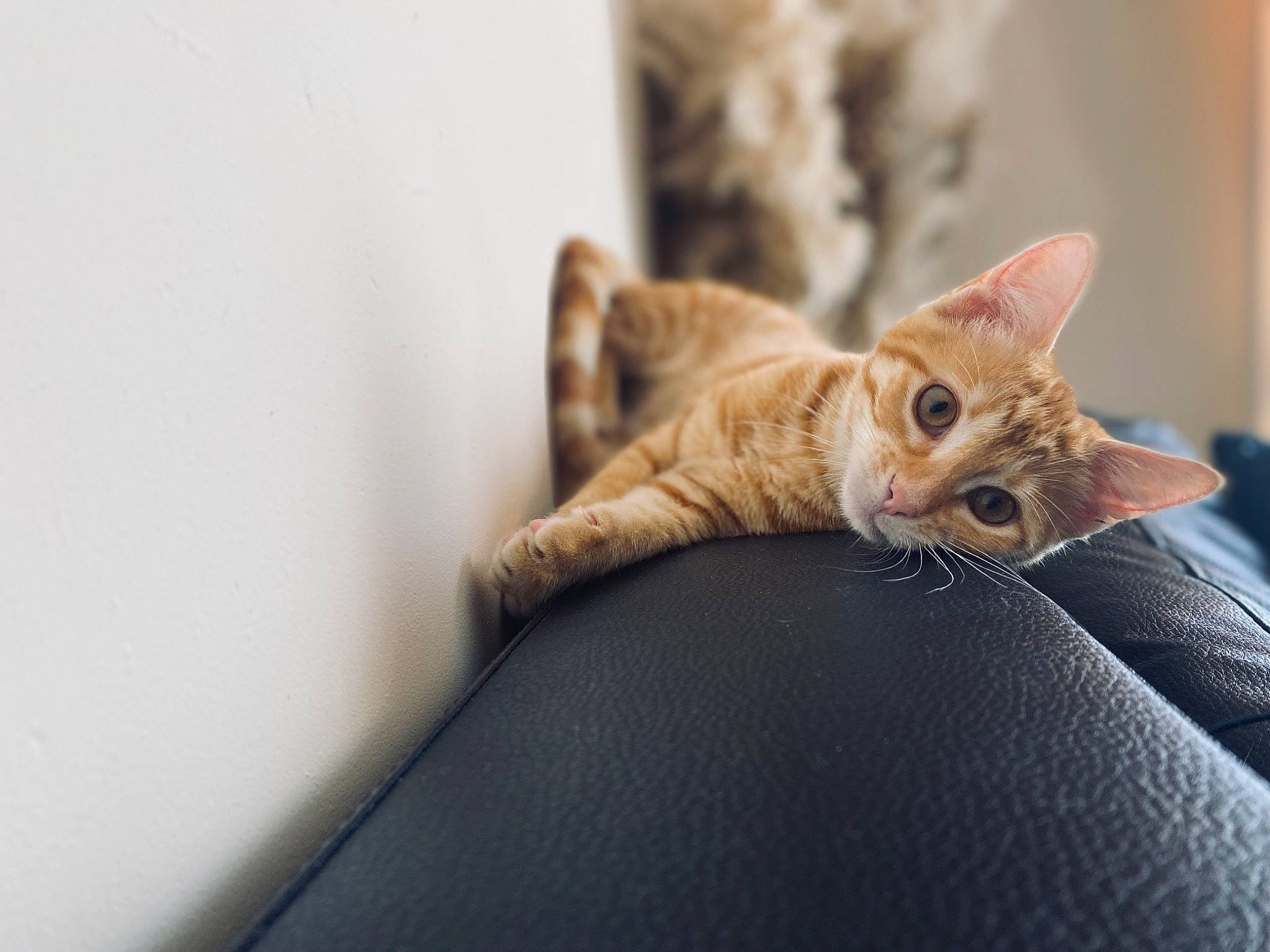 Joée participe au concours pour gagner de l'argent avec cette photo : carnivore, cat, claw, comfort, domestic_short_haired_cat, fawn, felidae, fur, paw, small_to_medium_sized_cats, snout, tail, terrestrial_animal, whiskers, wildlife, wood