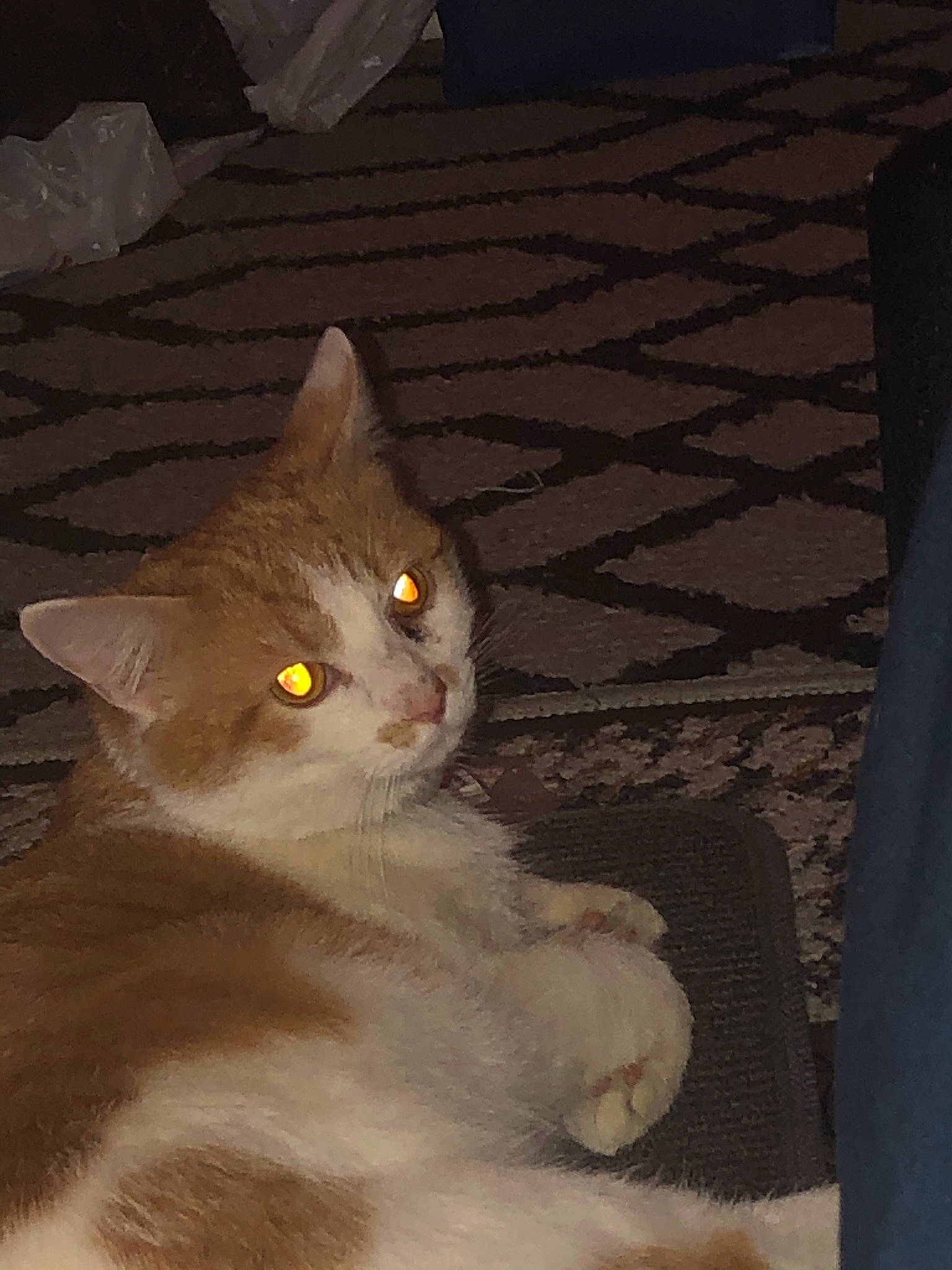 Bob is registered to the contest to win money with this photo: carnivore, cat, domestic_short_haired_cat, felidae, flooring, fur, grey, hardwood, paw, small_to_medium_sized_cats, snout, tail, whiskers, wood