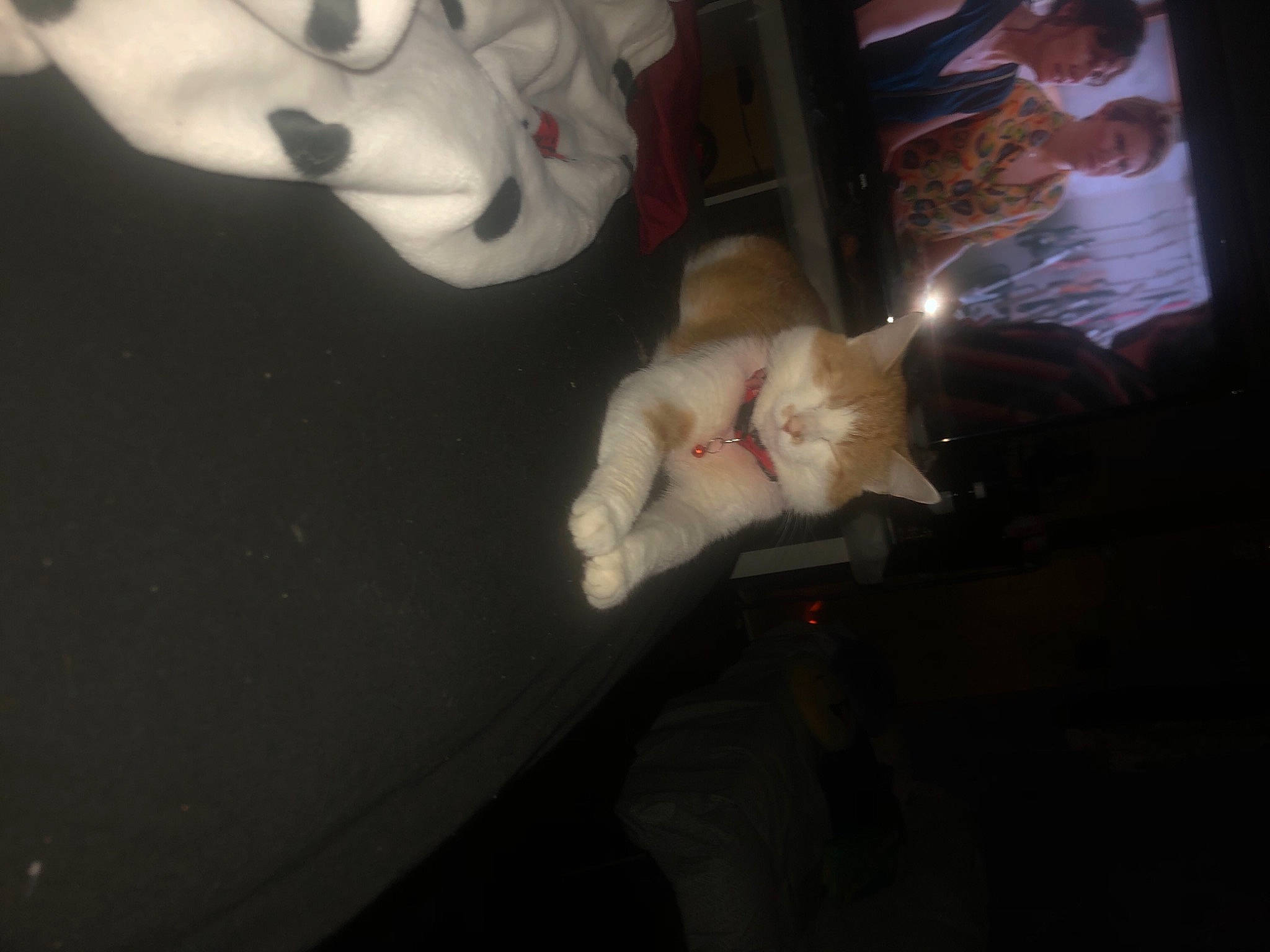 Bob is registered to the contest to win money with this photo: carmine, carnivore, cat, darkness, dog_breed, domestic_short_haired_cat, event, fawn, felidae, fun, fur, human_leg, lap, musical_instrument, paw, small_to_medium_sized_cats, snout, space, tail, whiskers