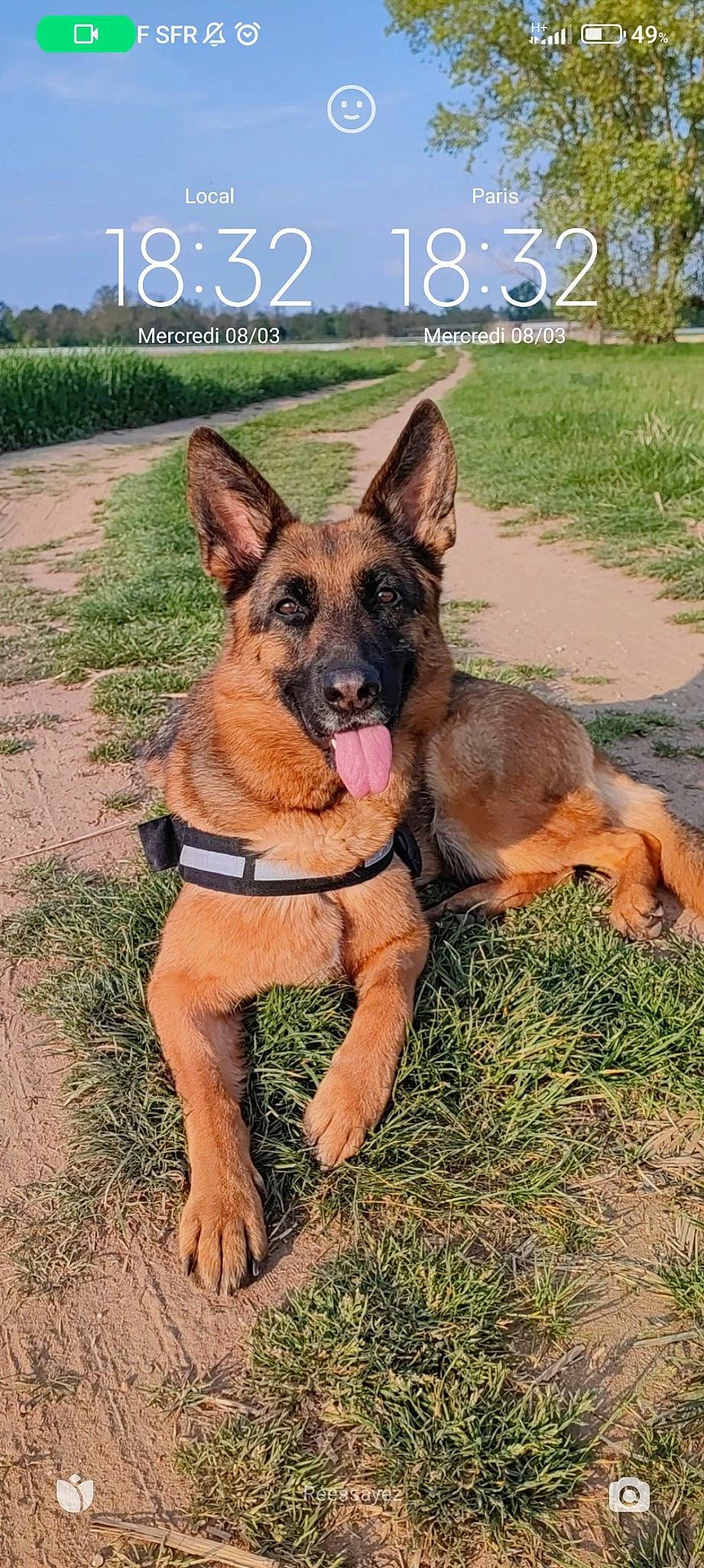 Olly a rejoint le concours — aidez-le/la à gagner de superbes lots ! belgian_shepherd_malinois, canidae, carnivore, collar, companion_dog, dog, dog_breed, east_european_shepherd, fawn, german_shepherd_dog, grass, herding_dog, old_german_shepherd_dog, plant, sky, snout, sporting_group, terrestrial_animal, working_animal, working_dog