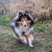 Jaguar a rejoint le concours — aidez-le/la à gagner de superbes lots ! dog, shetland_sheepdog, running, outdoor, grass, nature, animal, fur, pet, canine, active, playful, brown, white, black, ears, face, grassland, field, motion