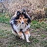 dog, shetland_sheepdog, running, outdoor, grass, nature, animal, fur, pet, canine, active, playful, brown, white, black, ears, face, grassland, field, motion