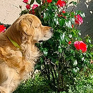 Nao a rejoint le concours — aidez-le/la à gagner de superbes lots ! dog, golden_retriever, flower, rose, garden, plant, leaf, sunlight, outdoor, pet, canine, collar, bush, nature, greenery, wall, shutter, side_view, daytime, peaceful