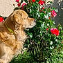 dog, golden_retriever, flower, rose, garden, plant, leaf, sunlight, outdoor, pet, canine, collar, bush, nature, greenery, wall, shutter, side_view, daytime, peaceful