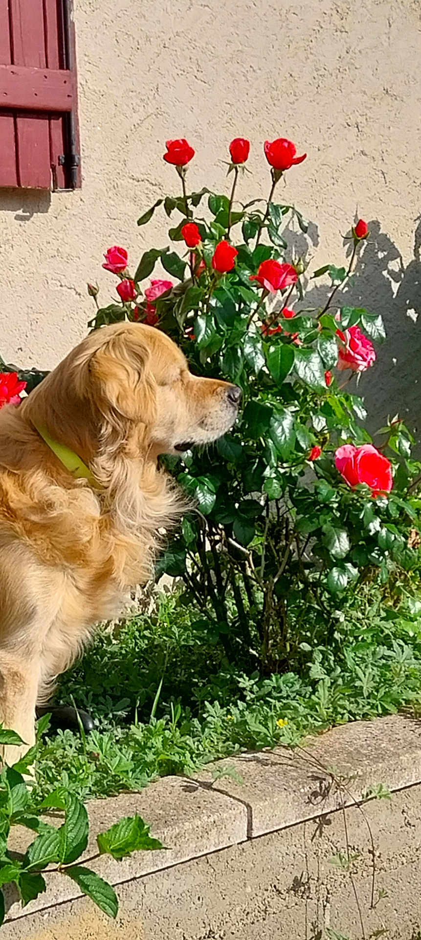 Nao a rejoint le concours — aidez-le/la à gagner de superbes lots ! dog, golden_retriever, flower, rose, garden, plant, leaf, sunlight, outdoor, pet, canine, collar, bush, nature, greenery, wall, shutter, side_view, daytime, peaceful