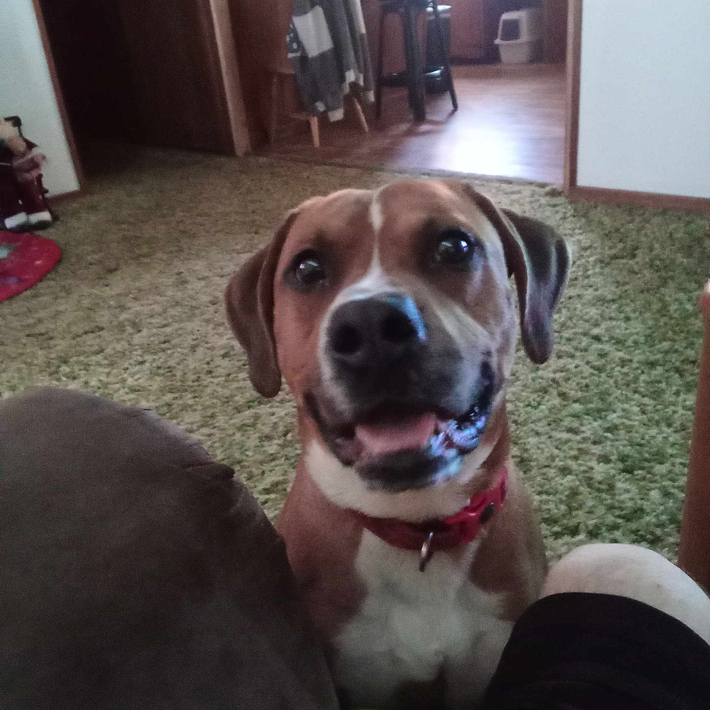 Charizard is registered to the contest to win money with this photo: animal, architecture, baby, beagle, building, canine, chair, couch, dog, door, furniture, hound, indoors, labradorretriever, livingroom, person, pet, pointer, puppy, room