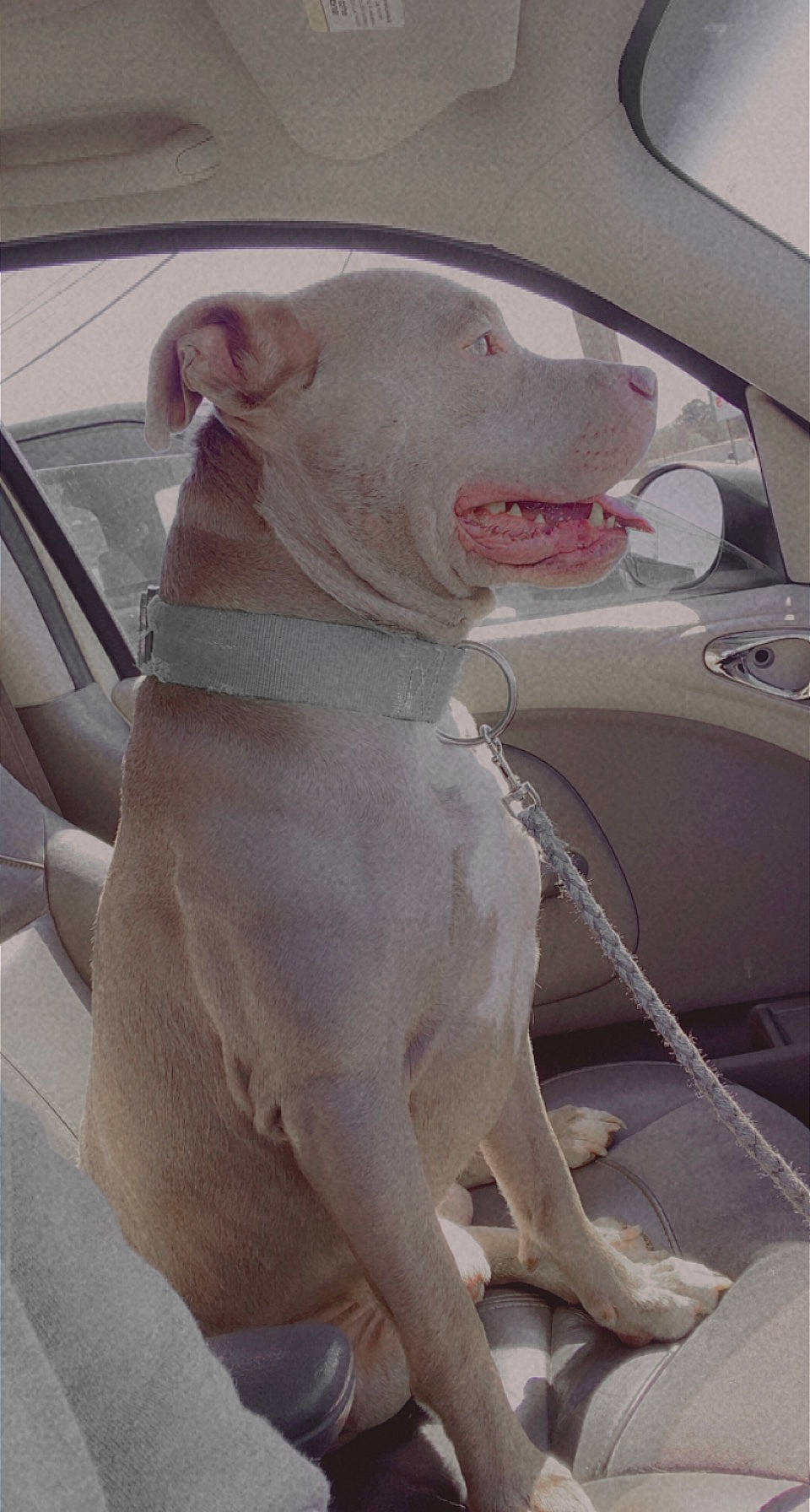 Maximus is registered to the contest to win money with this photo: automotive_design, automotive_exterior, car, carnivore, companion_dog, dog, dog_breed, fawn, fender, hood, motor_vehicle, snout, sporting_group, terrestrial_animal, tints_and_shades, vehicle, vehicle_door, windscreen_wiper, windshield, working_animal