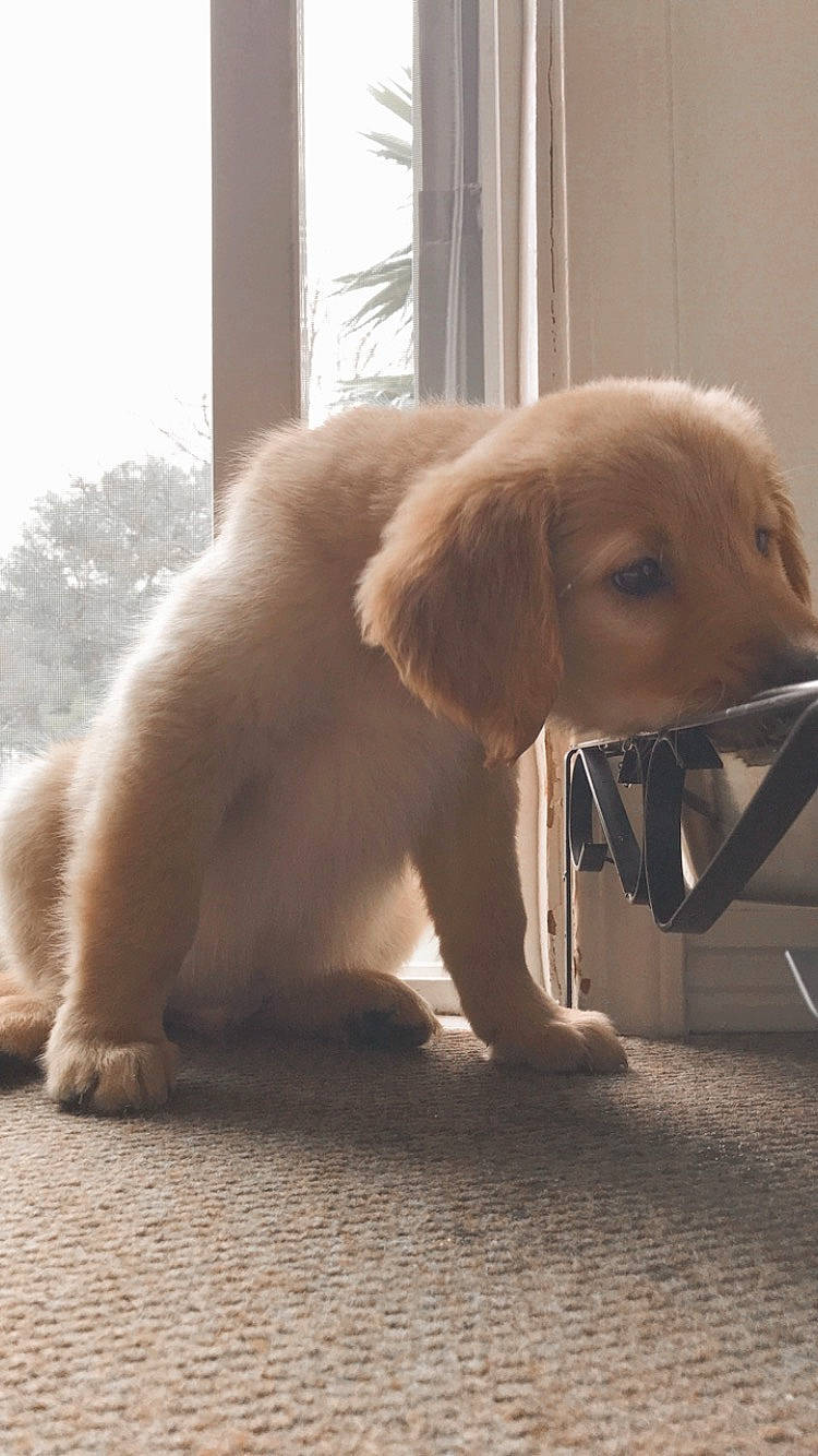 Miklo joined the competition — help win amazing prizes! canidae, carnivore, companion_dog, dog, dog_breed, ear, fawn, golden_retriever, hovawart, labrador_retriever, mammal, puppy, retriever, snout, sporting_group, vertebrate