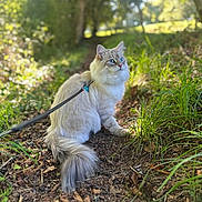 Viking participe au concours pour gagner de l'argent avec cette photo : cat, blue_eyes, fluffy, forest, path, leash, harness, grass, sunlight, nature, outdoor, animal, pet, feline, sitting, leaf_litter, tree, daylight, wildlife, curious