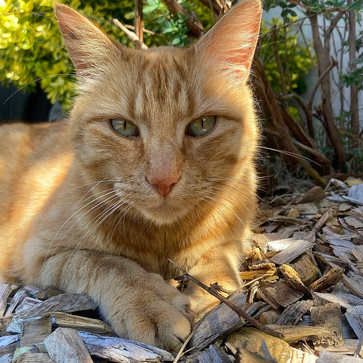 Simba