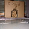 Simba participe au concours pour gagner de l'argent avec cette photo : cat, orange_cat, cardboard_box, indoor, tiles, curtain, pet, animal, home, feline, box_house, drawing, named_box, resting, looking_at_camera, floor, window, cozy, cute, domestic