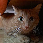 Simba participe au concours pour gagner de l'argent avec cette photo : cat, orange_tabby, whiskers, floor, wooden_floor, indoor, curious, pets, animal, feline, eyes, ears, paws, hidden, shadow, fur, closeup, cute, pet, resting
