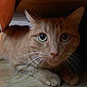 cat, orange_tabby, whiskers, floor, wooden_floor, indoor, curious, pets, animal, feline, eyes, ears, paws, hidden, shadow, fur, closeup, cute, pet, resting