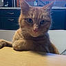 cat, orange_tabby, table, kitchen, window, coffee_maker, curious, pet, feline, domestic_animal, indoor, chair, countertop, appliance, face, whiskers, ears, fur, paw, looking
