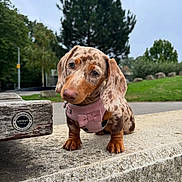 Bella joined the competition — help win amazing prizes! dog, puppy, dachshund, spotted_coat, pink_harness, bow, concrete, park, trees, grass, outdoor, cute, pet, animal, canine, small_dog, curious, head_tilt, leash, nature