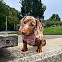 dog, puppy, dachshund, spotted_coat, pink_harness, bow, concrete, park, trees, grass, outdoor, cute, pet, animal, canine, small_dog, curious, head_tilt, leash, nature