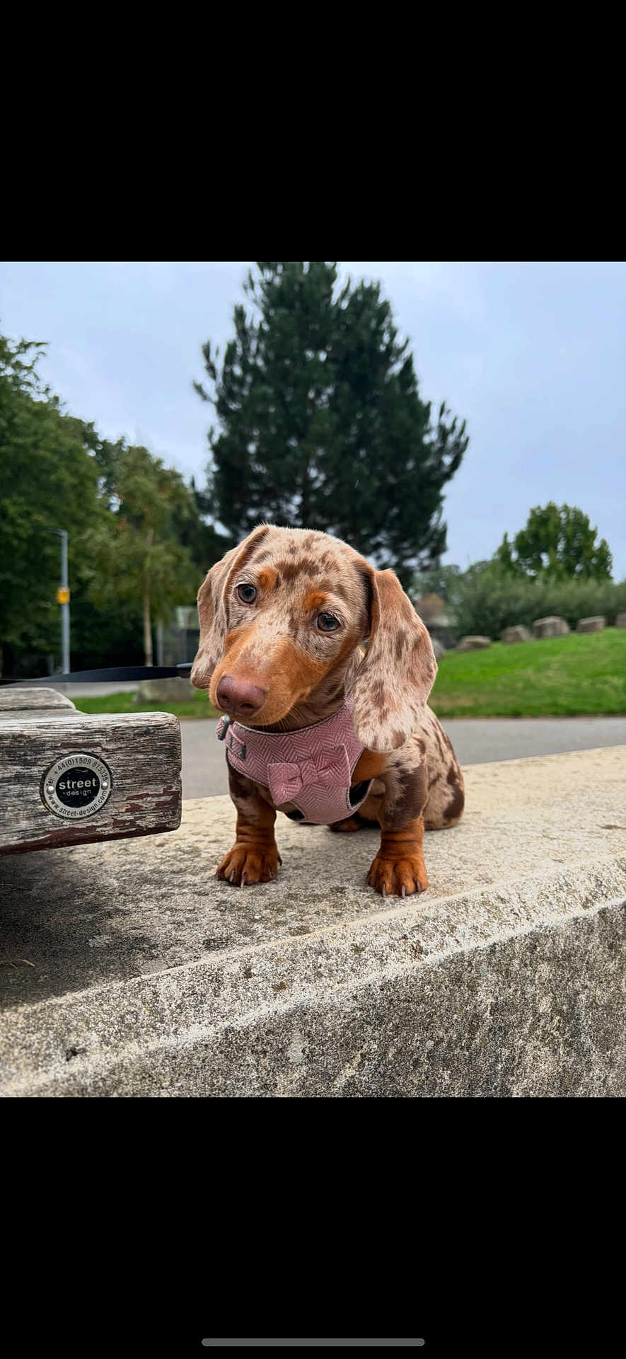 Bella