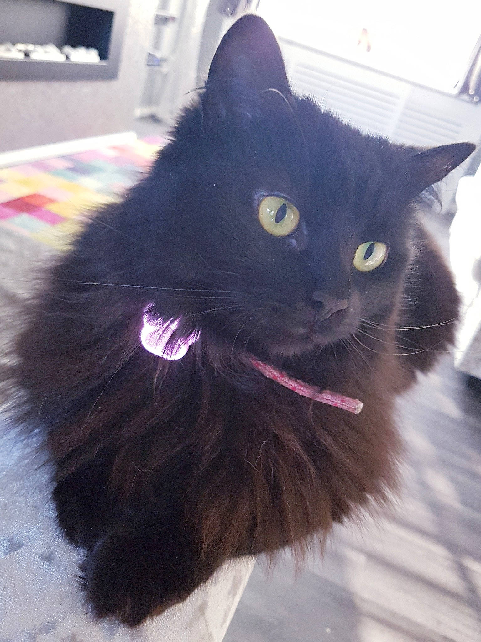 Poppy joined the competition — help win amazing prizes! asian_semi_longhair, black, black_cat, bombay, carnivore, cat, cymric, domestic_long_haired_cat, felidae, fur, kitten, mammal, nebelung, norwegian_forest_cat, persian, small_to_medium_sized_cats, tail, turkish_angora, vertebrate, whiskers