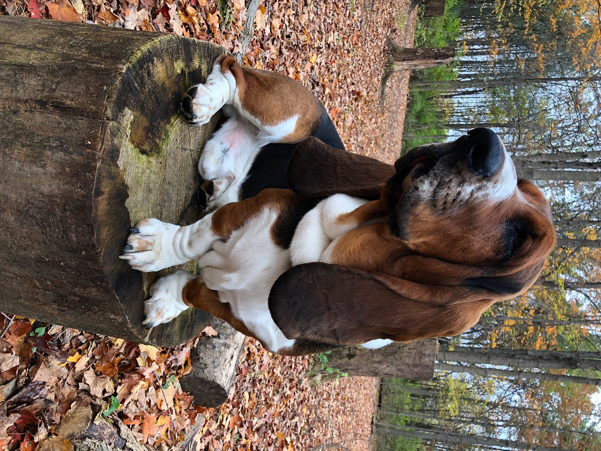 Buford joined the competition — help win amazing prizes! art, canidae, carnivore, companion_dog, dog, dog_breed, fawn, finnish_hound, hound, plant, scent_hound, sporting_group, tail, terrestrial_animal, tree, trunk, water, wildlife, wood, working_animal