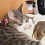 cat, cats, sleeping, snuggling, fur, tabby, white, pink_nose, ears, close_up, indoor, chair, desk, papers, toy_car, red_collar, cozy, resting, pet, domestic_animal