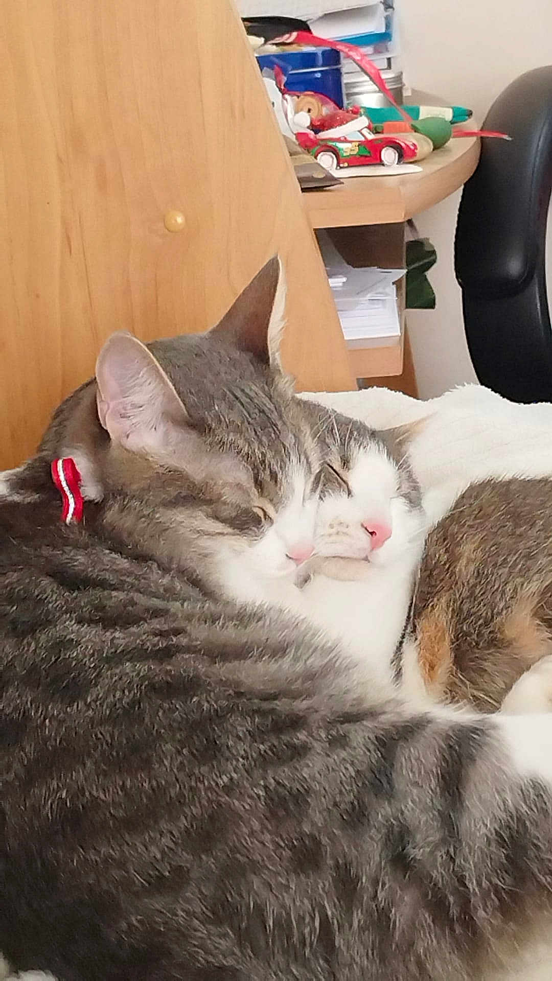 Billy Et Bonnie participe au concours pour gagner de l'argent avec cette photo : cat, cats, sleeping, snuggling, fur, tabby, white, pink_nose, ears, close_up, indoor, chair, desk, papers, toy_car, red_collar, cozy, resting, pet, domestic_animal