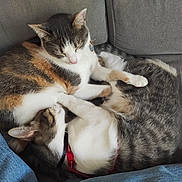 Billy Et Bonnie participe au concours pour gagner de l'argent avec cette photo : cat, calico_cat, gray_cat, couch, furniture, indoor, pet, sleeping, resting, cozy, fur, collar, harness, animal, cute, domestic_animal, two_animals, friendship, relaxation, paw