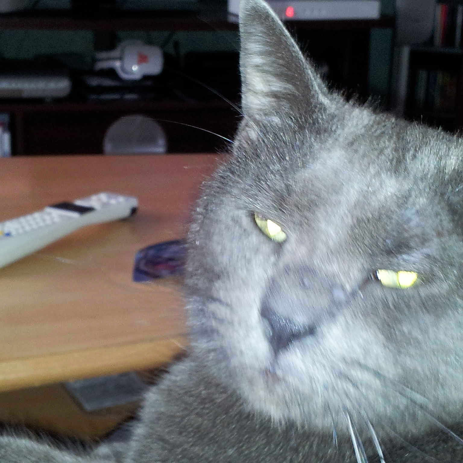 Tomy