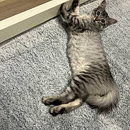 Grey participe au concours pour gagner de l'argent avec cette photo : cat, kitten, tabby, furry, gray, striped, green_eyes, lying_down, belly_up, indoors, rug, soft_texture, pet, animal, cute, portrait, whiskers, ears, paws, relaxed