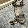 cat, kitten, tabby, furry, gray, striped, green_eyes, lying_down, belly_up, indoors, rug, soft_texture, pet, animal, cute, portrait, whiskers, ears, paws, relaxed