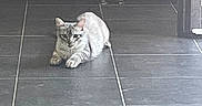 Grey participe au concours pour gagner de l'argent avec cette photo : cat, tabby, kitten, pet, animal, feline, crouching, sitting, alert, eyes, ears, whiskers, striped_fur, indoor, floor, tile, doorway, home, portrait, playful