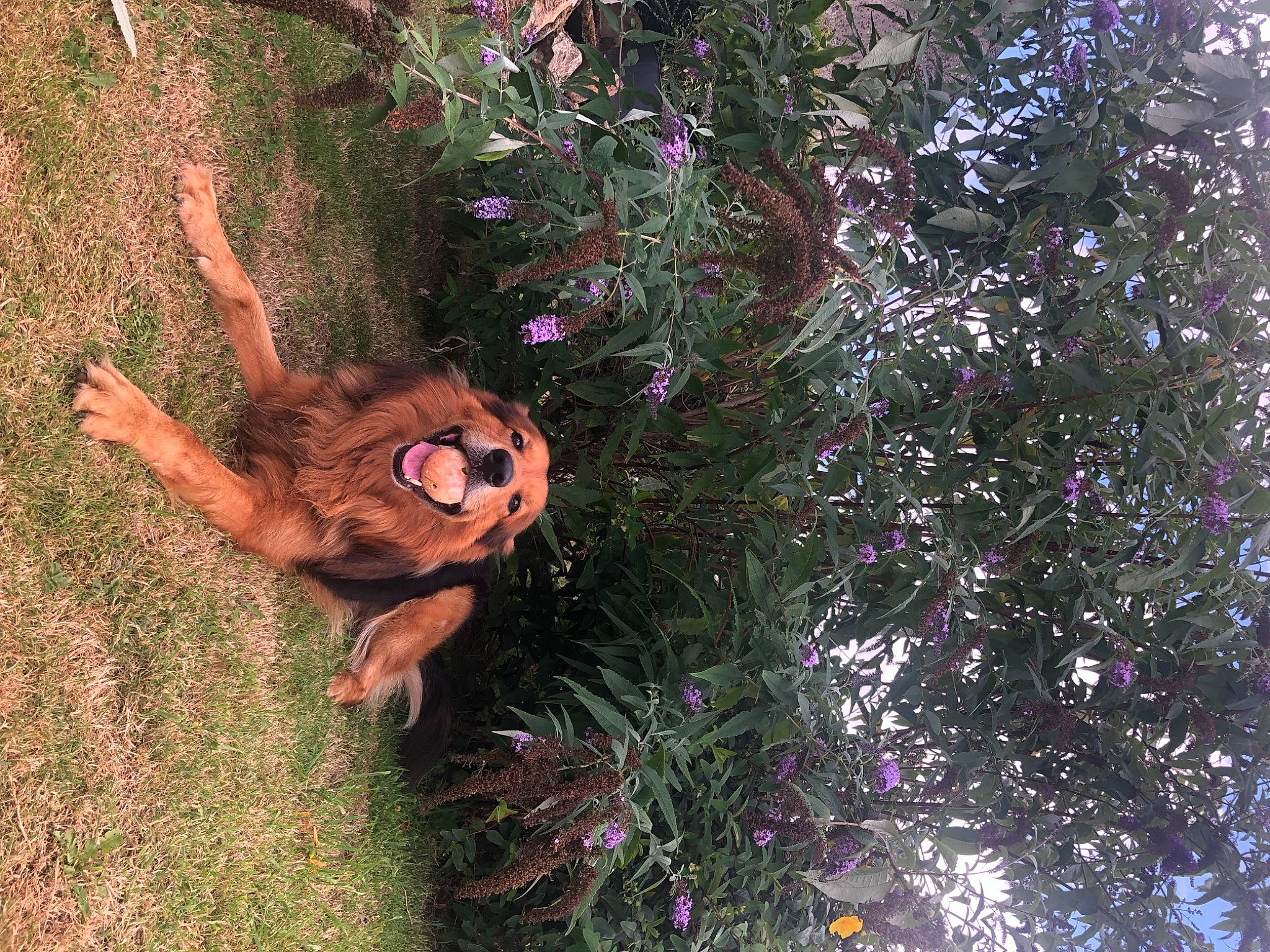 Darko a rejoint le concours — aidez-le/la à gagner de superbes lots ! branch, conifer, evergreen, fawn, garden, grass, groundcover, landscape, magenta, people_in_nature, plant, shrub, soil, terrestrial_animal, tints_and_shades, toy, tree, trunk, twig, woody_plant