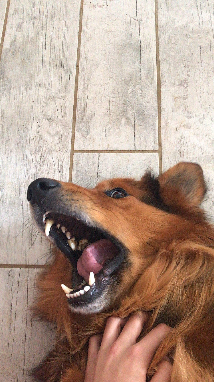 Darko a rejoint le concours — aidez-le/la à gagner de superbes lots ! canidae, carnivore, close_up, companion_dog, dog, dog_breed, door, fang, fawn, fur, happy, liver, shout, snout, sporting_group, terrestrial_animal, whiskers, wildlife, wood, working_dog