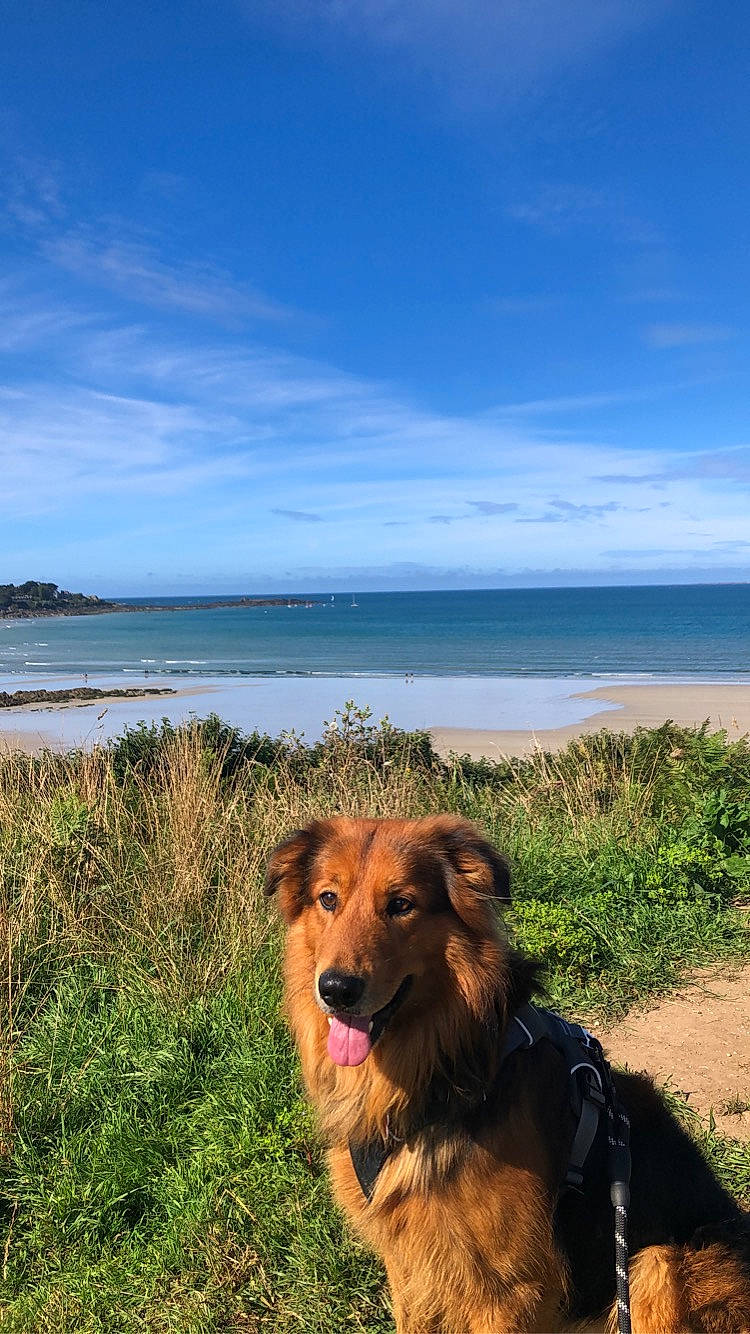 Darko participe au concours pour gagner de l'argent avec cette photo : beach, canidae, carnivore, cloud, companion_dog, dog, dog_breed, fawn, grass, horizon, lake, landscape, ocean, plant, sand, sky, sporting_group, tropics, water, working_animal
