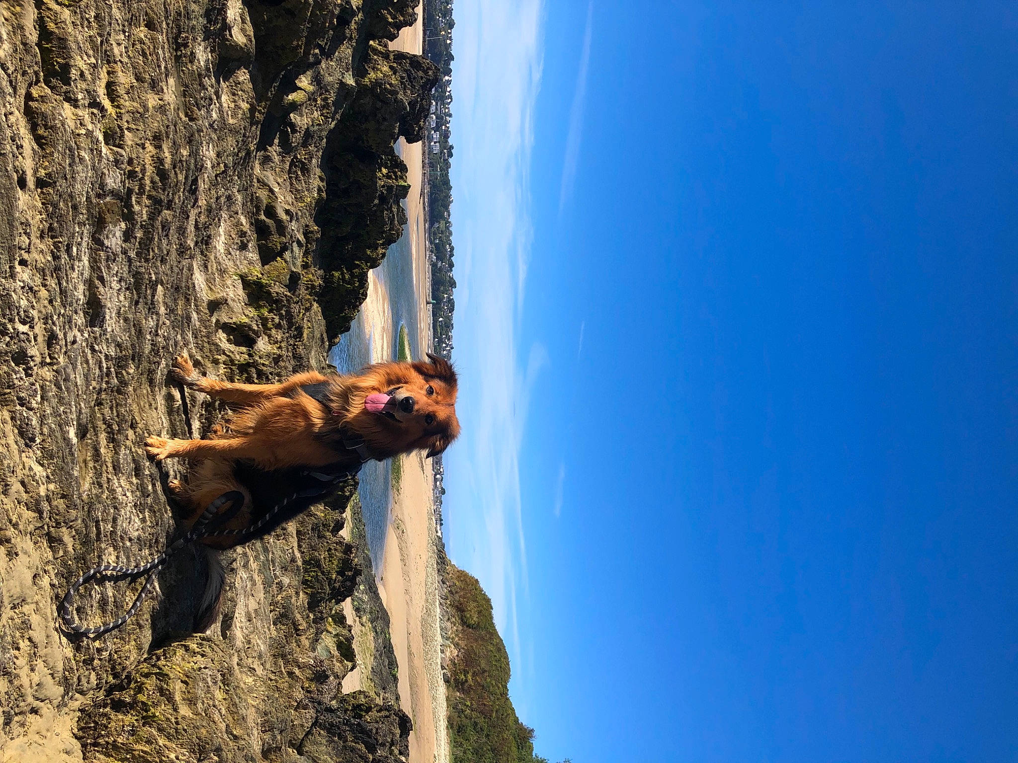 Darko participe au concours pour gagner de l'argent avec cette photo : adventure, azure, bedrock, carnivore, climbing, dog, electric_blue, formation, landscape, mountain, outcrop, plant, recreation, rock_climbing_equipment, sky, sport_climbing, terrain, tree, trunk, wood