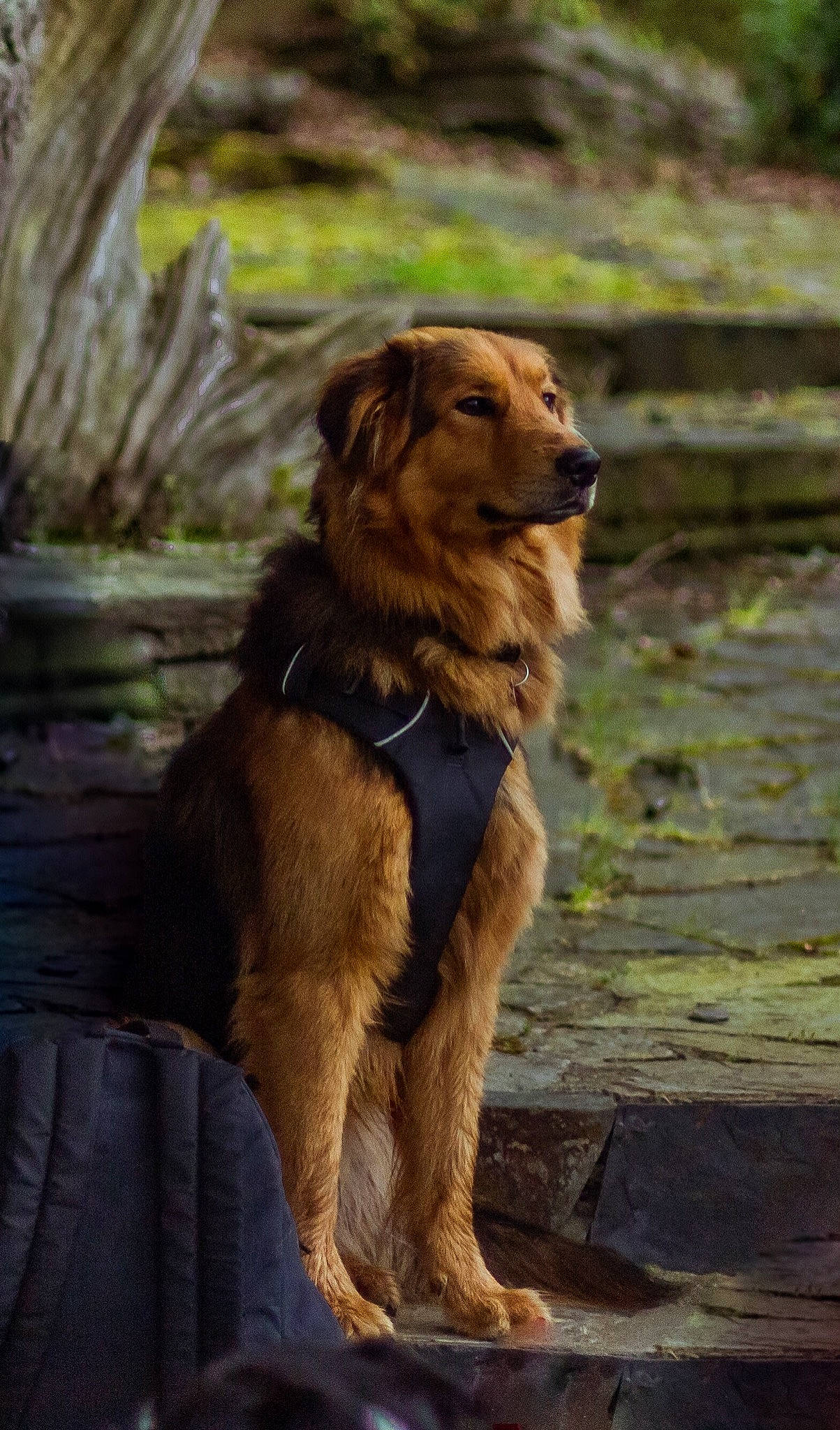 Darko participe au concours pour gagner de l'argent avec cette photo : canidae, carnivore, companion_dog, dog, dog_breed, fawn, fur, liver, sporting_group, terrestrial_animal, wood, working_dog