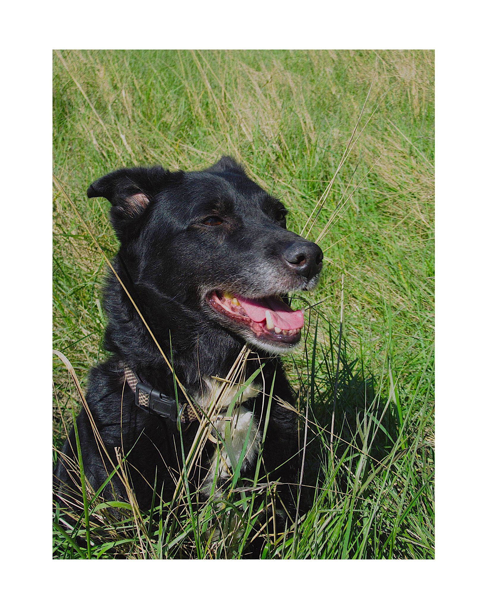 Dune participe au concours pour gagner de l'argent avec cette photo : canidae, carnivore, dog, dog_breed, dog_collar, grass, labrador_retriever, mammal, plant, rare_breed_dog, sporting_group, vertebrate