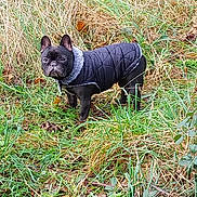 Olly participe au concours pour gagner de l'argent avec cette photo : animal, bostonbull, bulldog, canine, dog, fitness, frenchbulldog, pet, puppy, sport, workingout