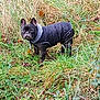 animal, bostonbull, bulldog, canine, dog, fitness, frenchbulldog, pet, puppy, sport, workingout